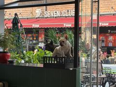 门面-more than meow吴止猫主题餐厅(承德 中船汇店)