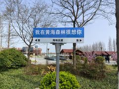 -黄海国家森林公园