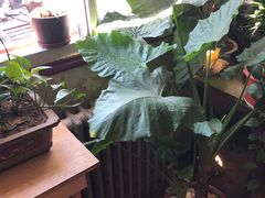 -胖哥料理(兴义里店)