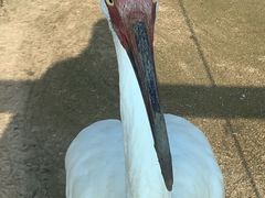 -盐城丹顶鹤湿地生态旅游区