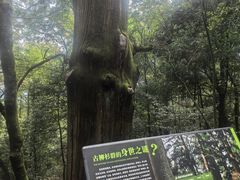 -天目山大树王景区