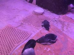 -暹罗海洋世界