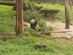 -都江堰中华大熊猫苑