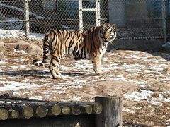 -西霞口神雕山野生动物世界