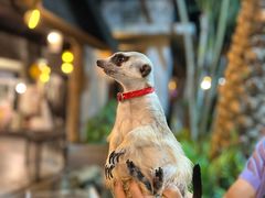 -清迈夜间动物园