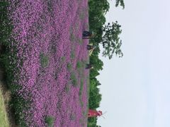 -同里国家湿地公园