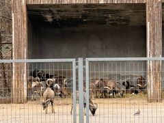 -合肥野生动物园