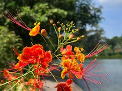 -新加坡植物园