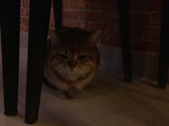 -名猫咖啡馆·撸猫·拼豆