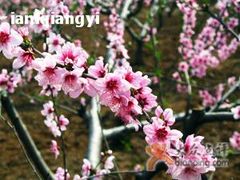 -淄博花灯齐彩城