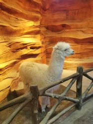 -酷嗒动物文化乐园(cutezoo西溪乐天城店)