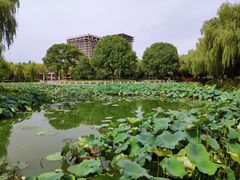 -荷花公园