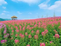 -径山花海