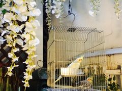 iphone_upload_pic-燕庭·纯燕窝·甜品下午茶(南京西路店)