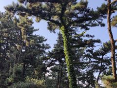 -刘公岛景区
