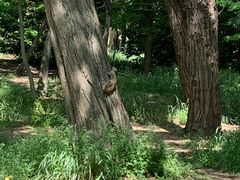 -上海共青森林公园