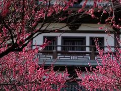 -洋湖国家湿地公园