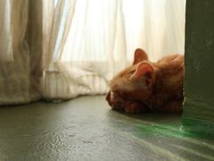-猫猫幼稚园·撸猫·桌游·电玩