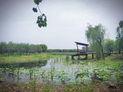 -东郊湿地公园