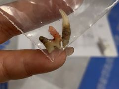 -北京派仕佳德动物医院·超导核磁·CT·神经科·骨科·内外科·急重症管理中心