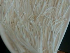 -鲁西肥牛(九方购物中心店)