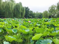 -莲湖公园