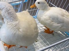 -怪兽屋·羊驼·猫咖·狗咖(俊华广场店)