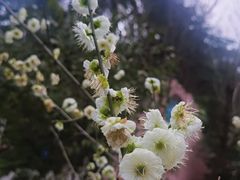 -南山植物园