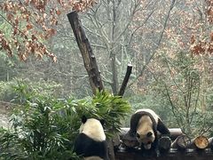 -都江堰中华大熊猫苑