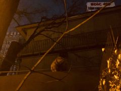 -胖子卤煮