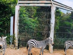 -清迈夜间动物园