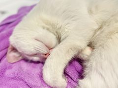 -北京观赏动物医院·24小时大型综合·猫专科·异宠专科