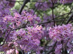 -中国科学院华南植物园
