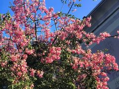 -东莞植物园