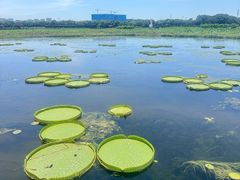 -荷塘月色湿地公园·向阳花洲