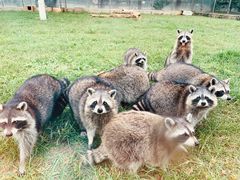 -秦皇岛野生动物园
