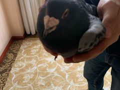 -昆明冠生园·蛋糕·面包(南强街店)