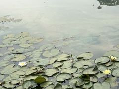 -海底捞火锅(武胜路凯德广场店)