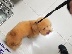 -申普宠物医院·眼科·心内科·影像科(普陀分院)