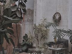 -素咫咖啡CLIFEROSE
