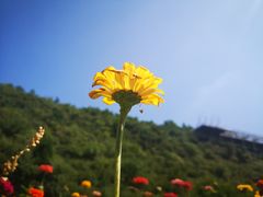 -铜川市金锁关石林