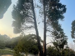 -上海滨江森林公园