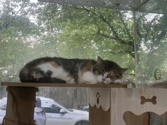 -暖阳宠物医院·犬猫康复中心·骨科