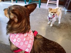 -百好乐宠物友好餐厅(朝外大街店)