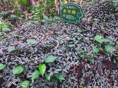 -呀诺达热带雨林