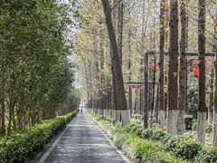 -合肥滨湖国家森林公园