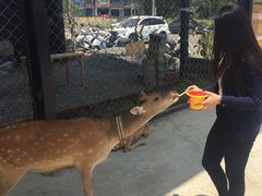 -鹿境梅花鹿生态园区