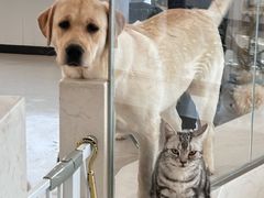 -共舞时光猫咖·狗咖(新街口店)