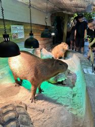 -Zoolung Zoolung动物主题公园(海信广场店)