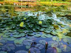 -国家植物园南园